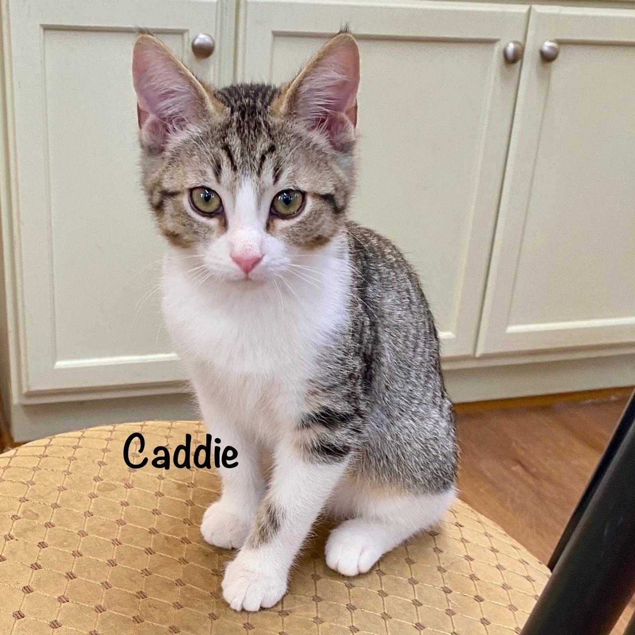 Caddie, ADOPTABLE, Kitten Male Domestic Short Hair.