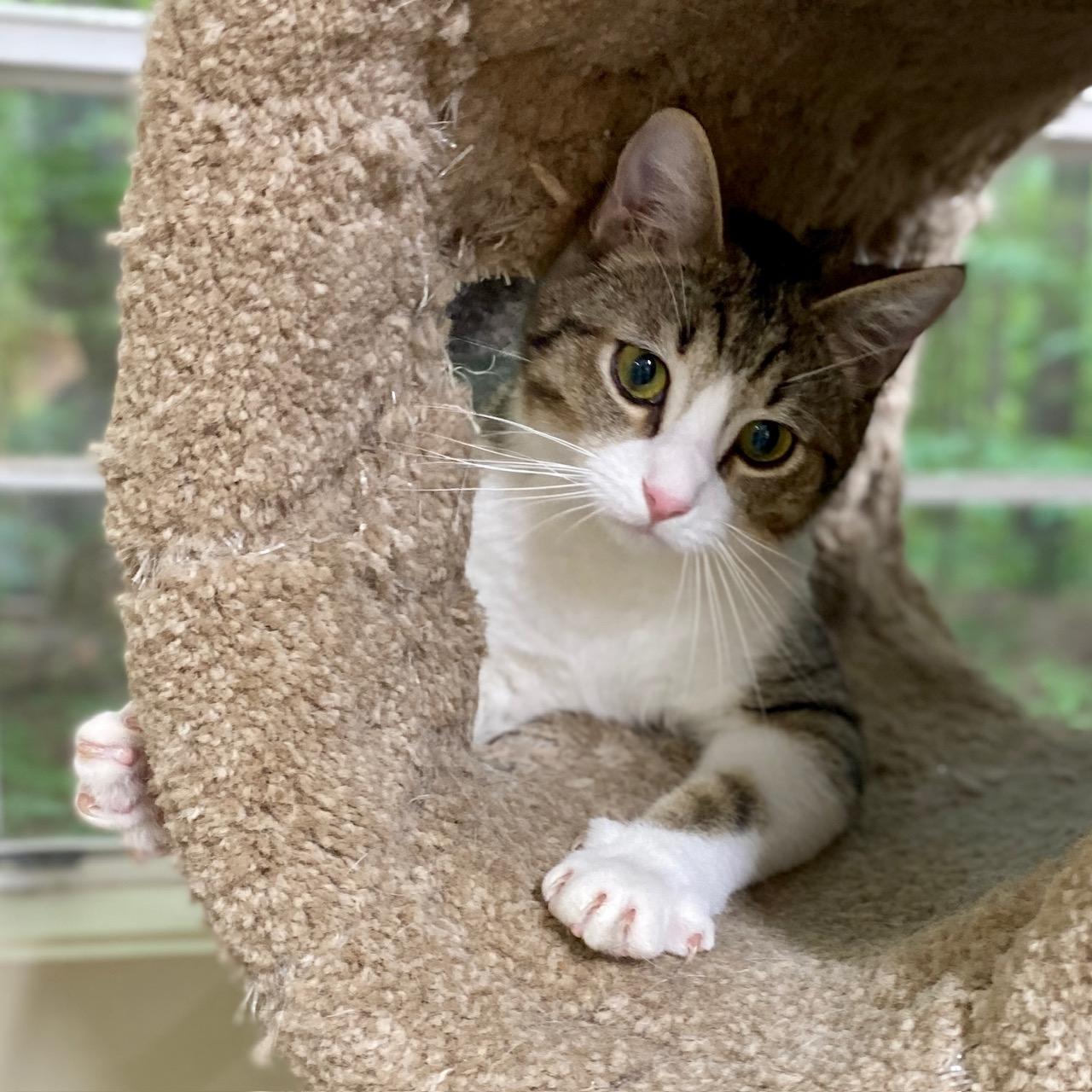 Enlarge Caddie, a ADOPTABLE Domestic Short Hair in Jasper, GA image 2/4