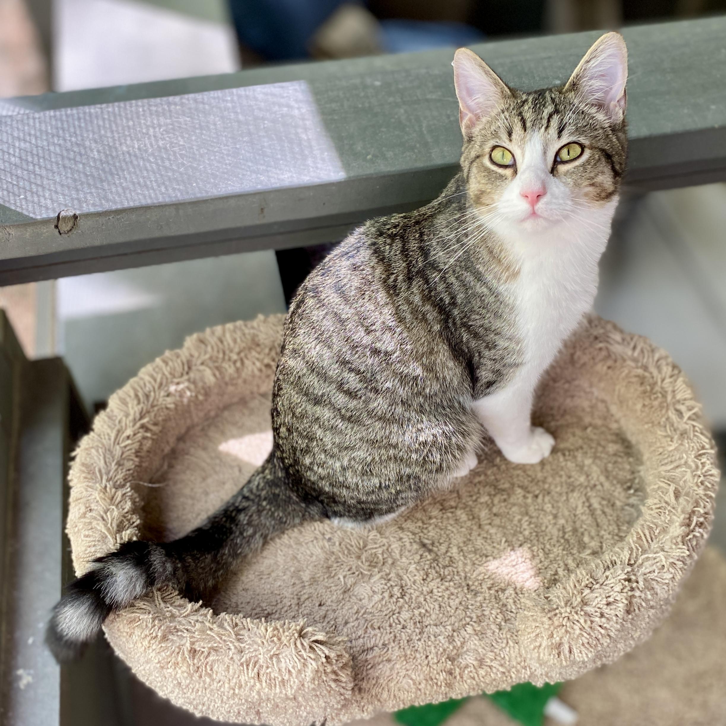 Enlarge Caddie, a ADOPTABLE Domestic Short Hair in Jasper, GA image 1/4