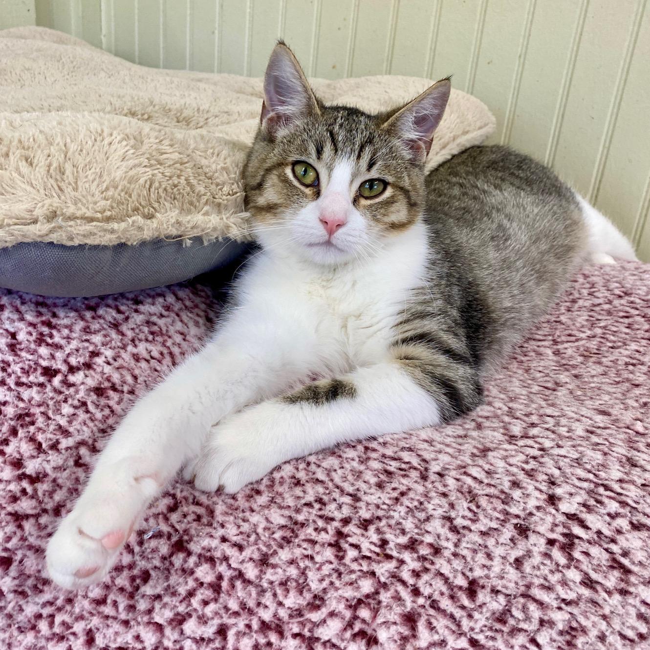 Enlarge Caddie, a ADOPTABLE Domestic Short Hair in Jasper, GA image 1/4