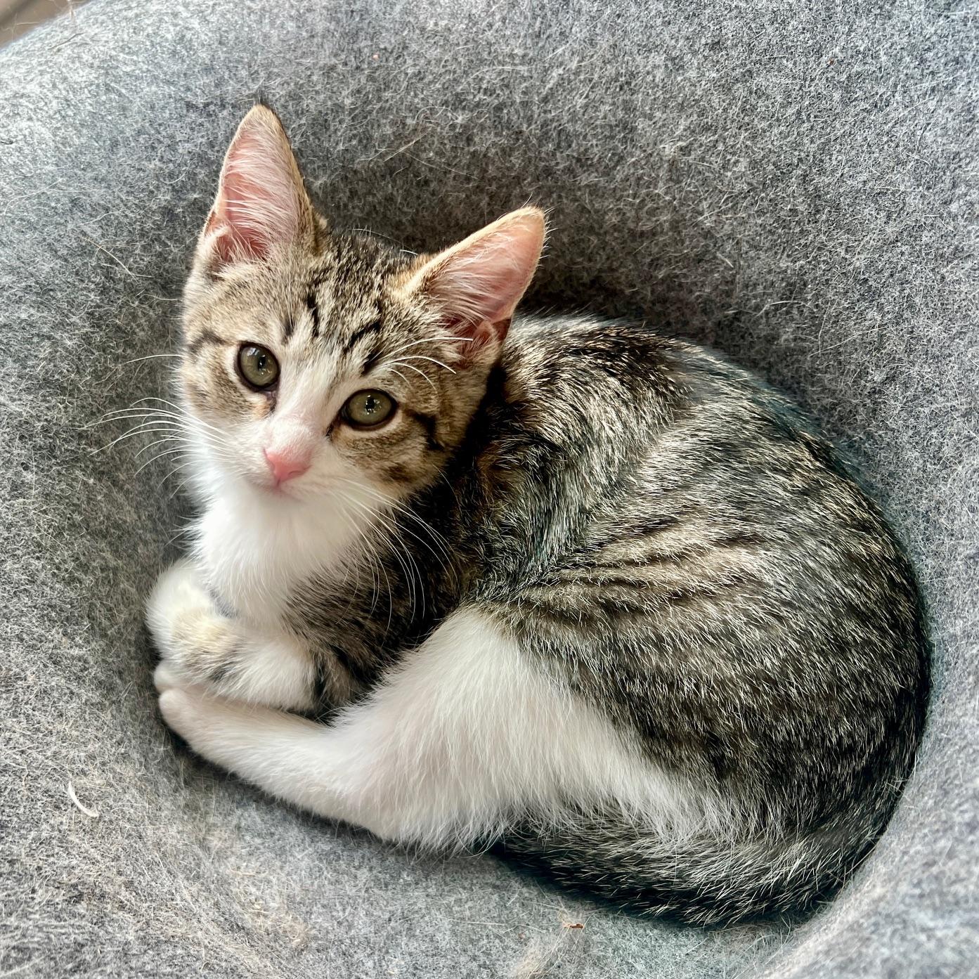 Enlarge Caddie, a ADOPTABLE Domestic Short Hair in Jasper, GA image 2/2