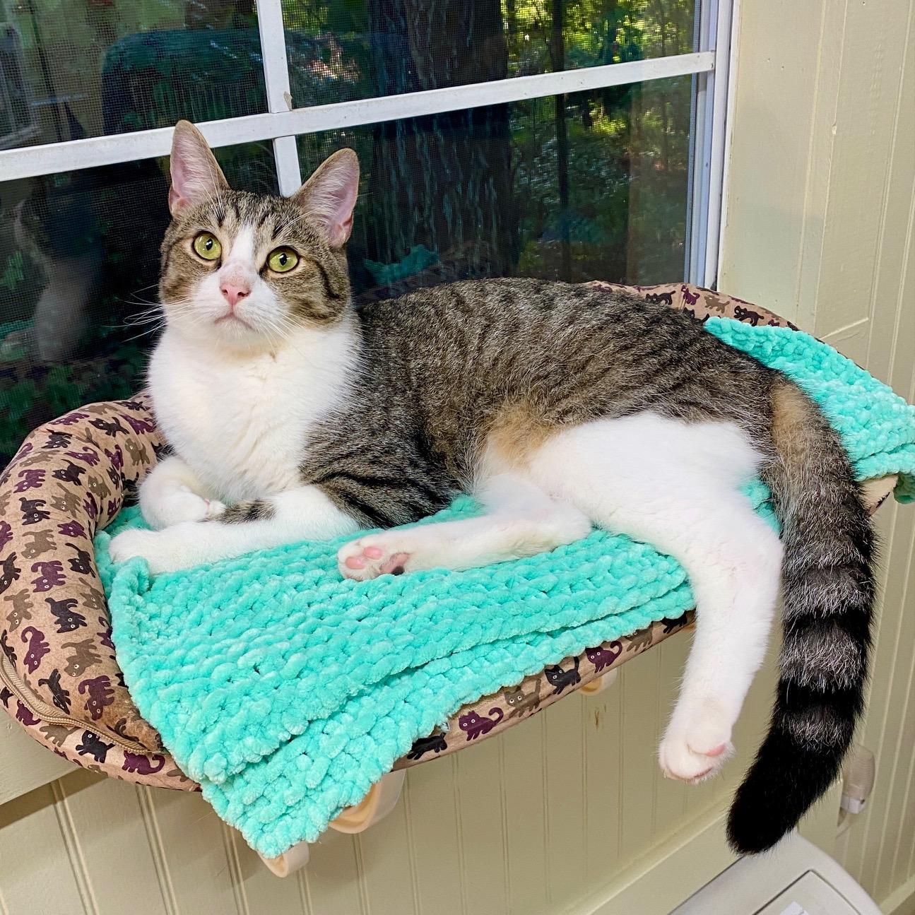 Caddie, ADOPTABLE, Young Male Domestic Short Hair.