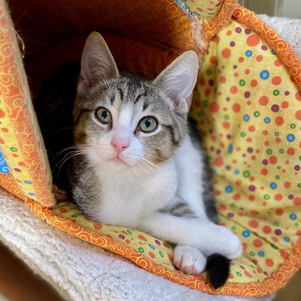 Enlarge Caddie, a ADOPTABLE Domestic Short Hair in Jasper, GA image 2/4