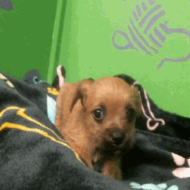 Smithers, a Adoptable Schnauzer in Katy, TX image 1/2