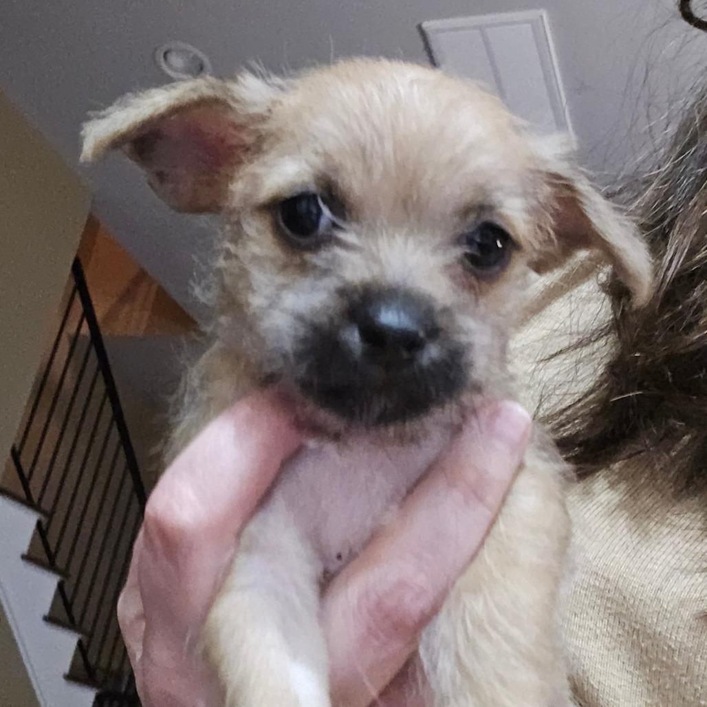 Smithers, a Adoptable Schnauzer in Katy, TX image 2/2