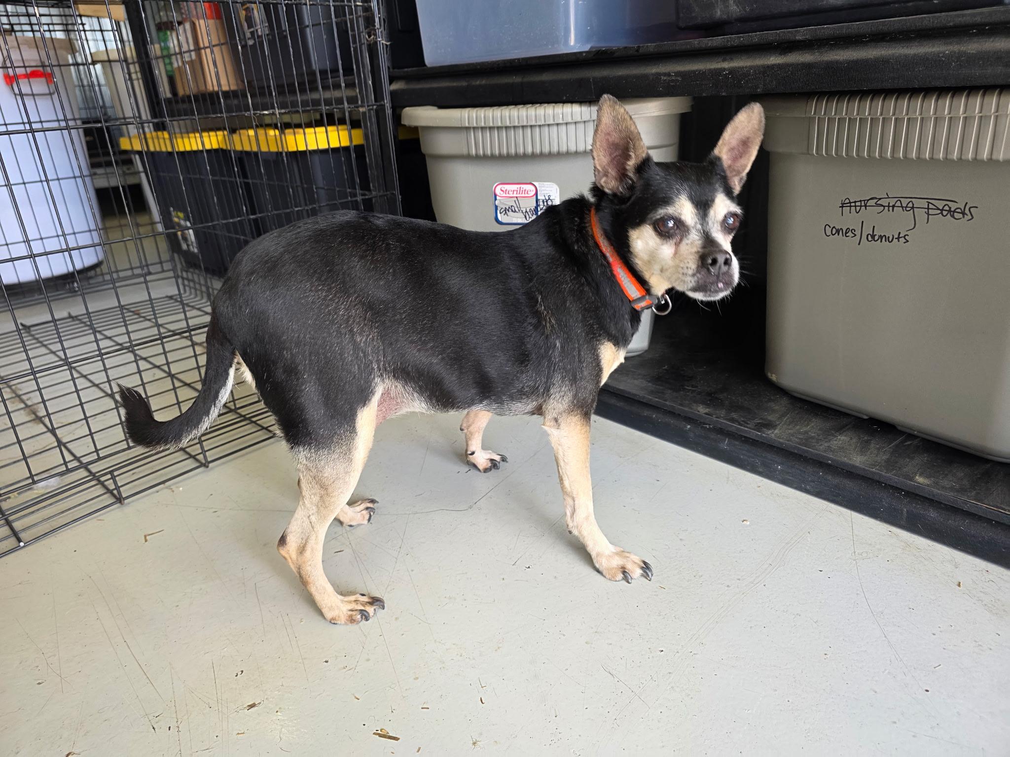 Mamasita, ADOPTABLE, Senior Female Chihuahua.