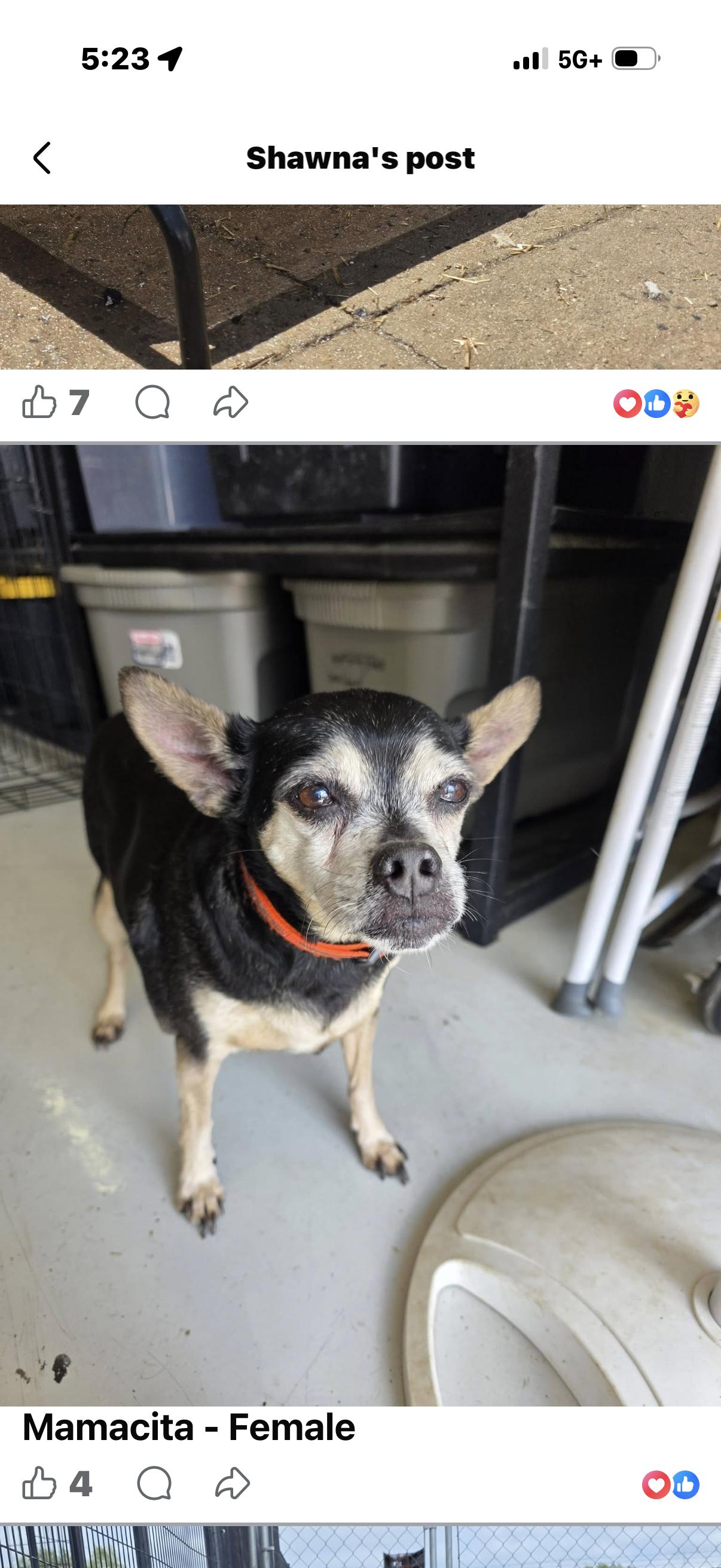 Enlarge Mamasita, a ADOPTABLE Chihuahua in Muldrow, OK image 2/2