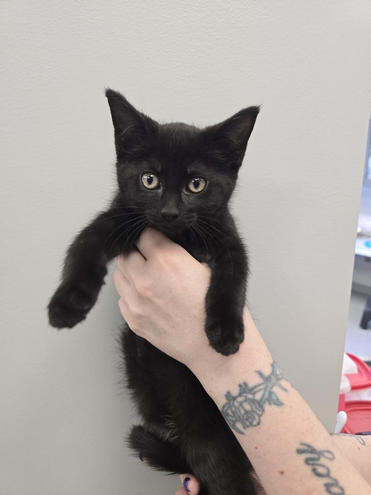 Beebs, Adoptable, Kitten Female Domestic Medium Hair.