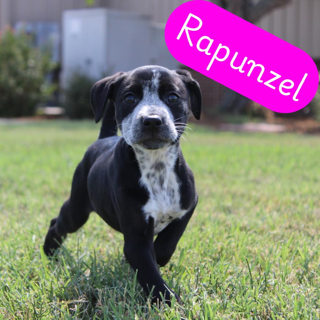 Rapunzel, Adoptable, Puppy Female Pit Bull Terrier & Dalmatian.