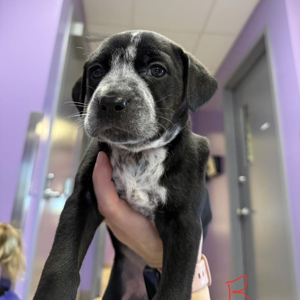 Enlarge Rapunzel, a Adoptable mixed breed in McPherson, KS image 2/2