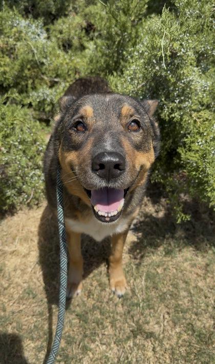 Honey, Adoptable, Senior Male Shepherd & Mixed Breed.