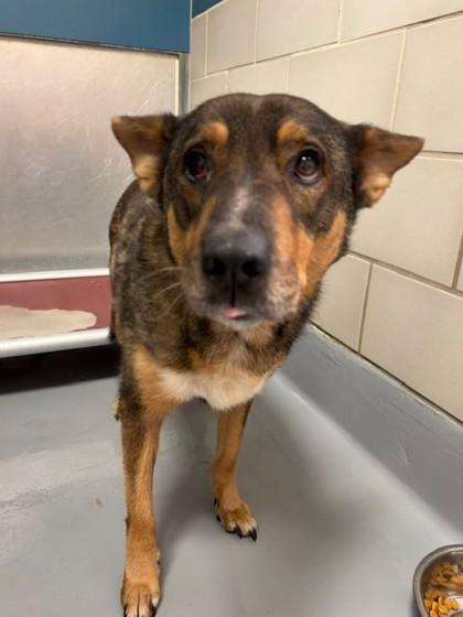 Enlarge Honey, a Adoptable mixed breed in Irving, TX image 2/3