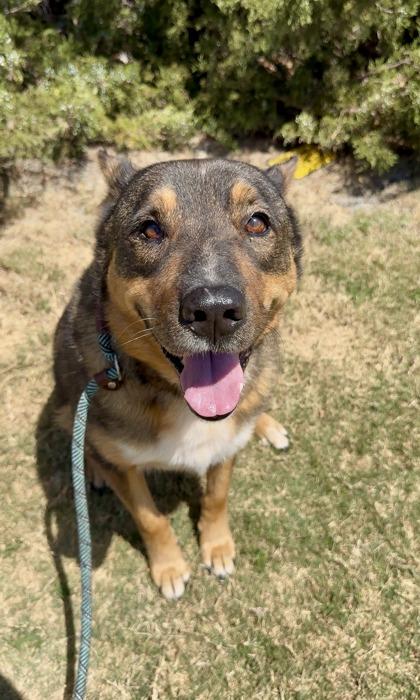 Enlarge Honey, a Adoptable mixed breed in Irving, TX image 3/3