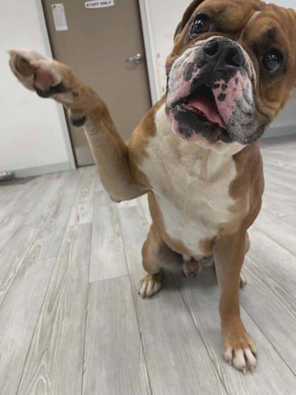 Enlarge Rocky, a Adoptable mixed breed in South Bend, IN image 1/3