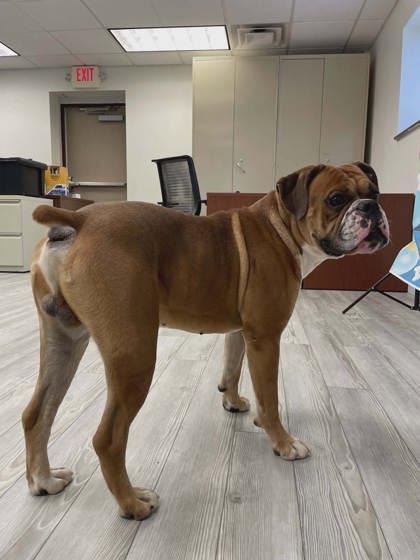 Enlarge Rocky, a Adoptable mixed breed in South Bend, IN image 2/3