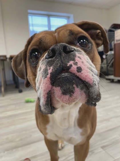 Enlarge Rocky, a Adoptable mixed breed in South Bend, IN image 3/3