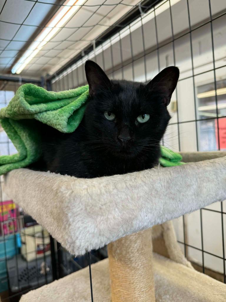 Kerry-Sponsored, Adoptable, Adult Female Domestic Short Hair.
