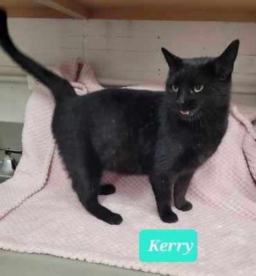 Kerry, Adoptable, Adult Female Domestic Short Hair.