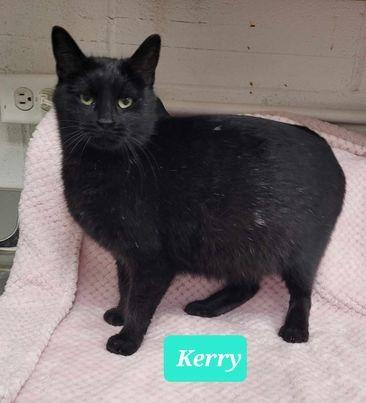 Enlarge Kerry-Sponsored, a Adoptable mixed breed in Richmond, IN image 2/4