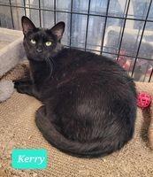 Enlarge Kerry, a Adoptable mixed breed in Richmond, IN image 4/4