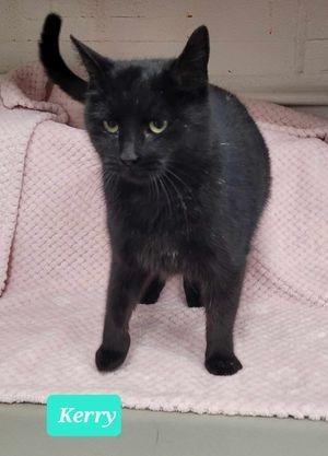 Enlarge Kerry-Sponsored, a Adoptable mixed breed in Richmond, IN image 4/4