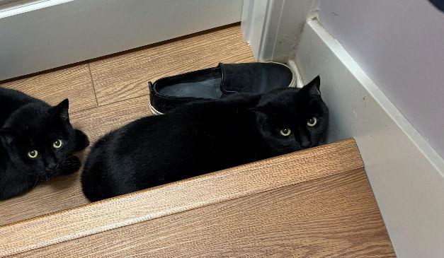 Enlarge Lavender  (th), a Adoptable Domestic Short Hair in White Bluff, TN image 2/2