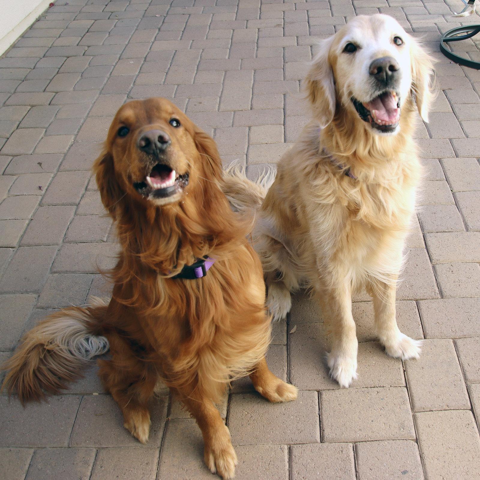 Red, Adopted, Young Male Golden Retriever.