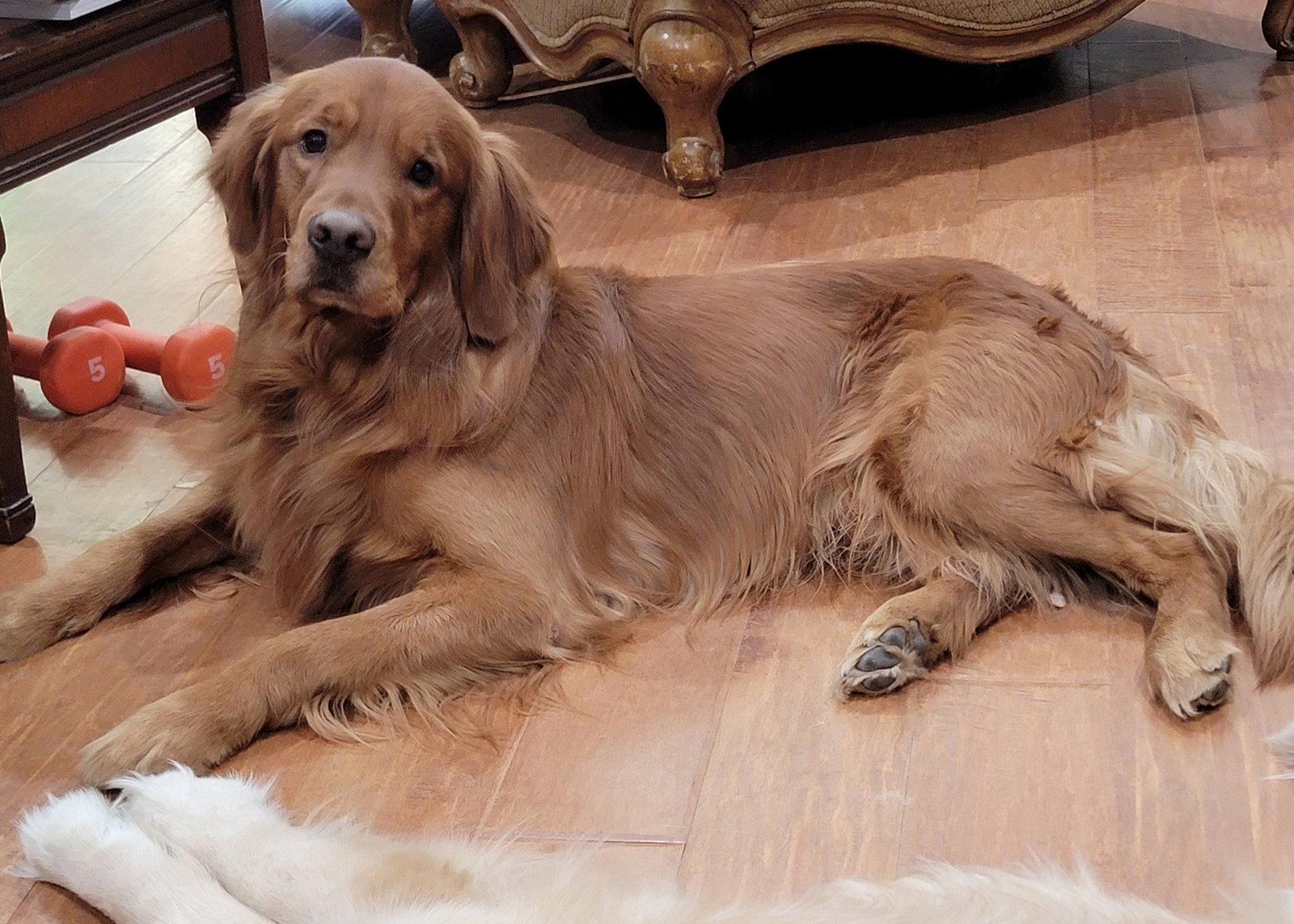 Red, a Adopted Golden Retriever in Glendale, AZ image 2/3