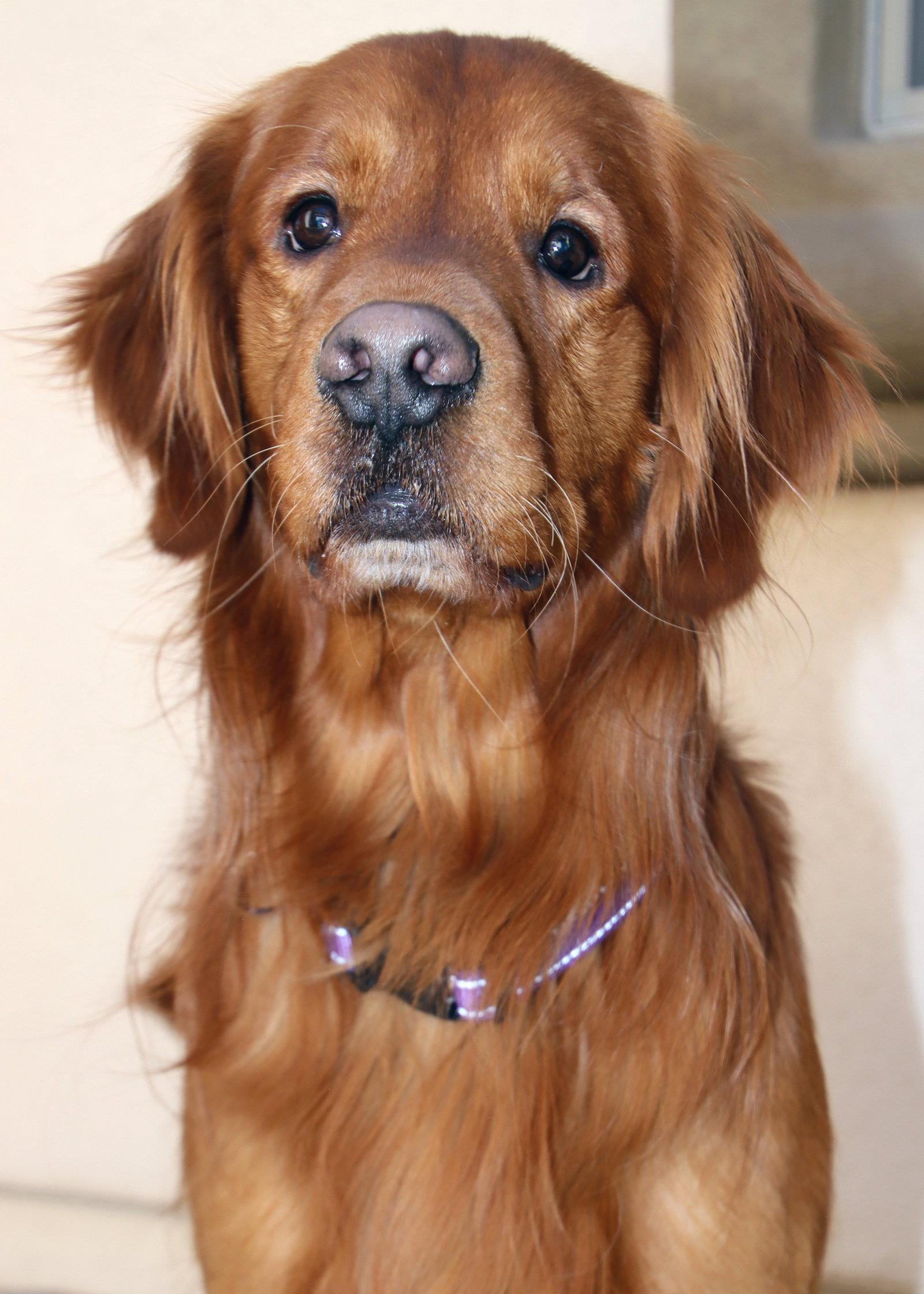 Red, a Adopted Golden Retriever in Glendale, AZ image 3/3