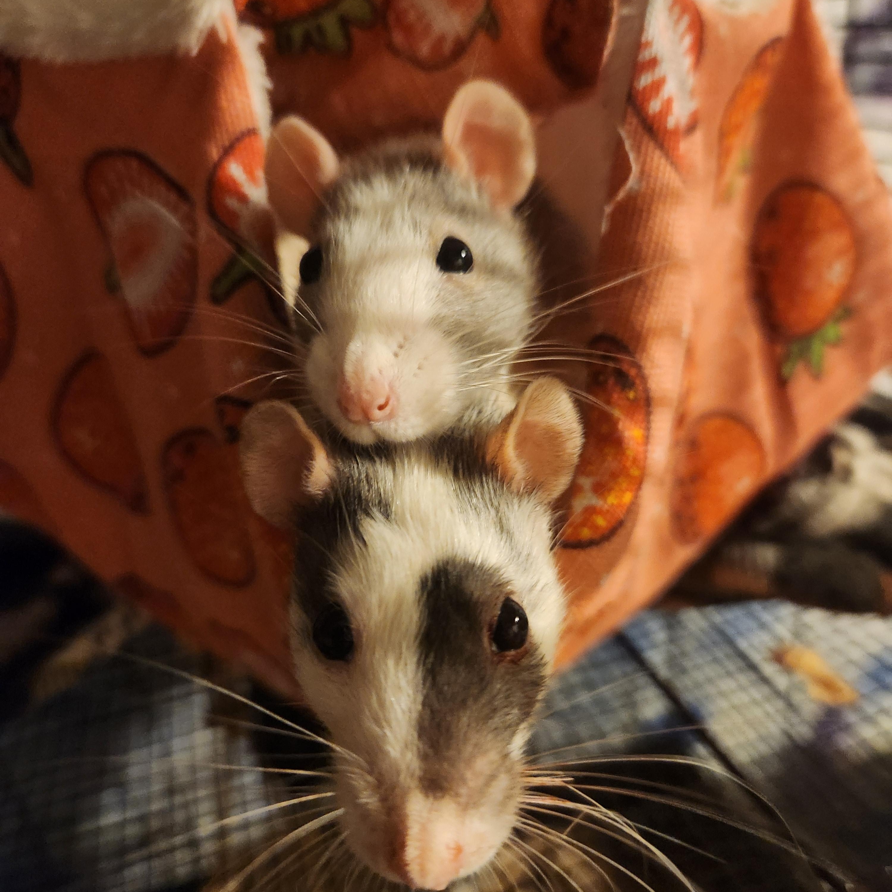 Enlarge Diva & Nemmie, a Adopted Rat in PITTSBURGH, PA image 1/2