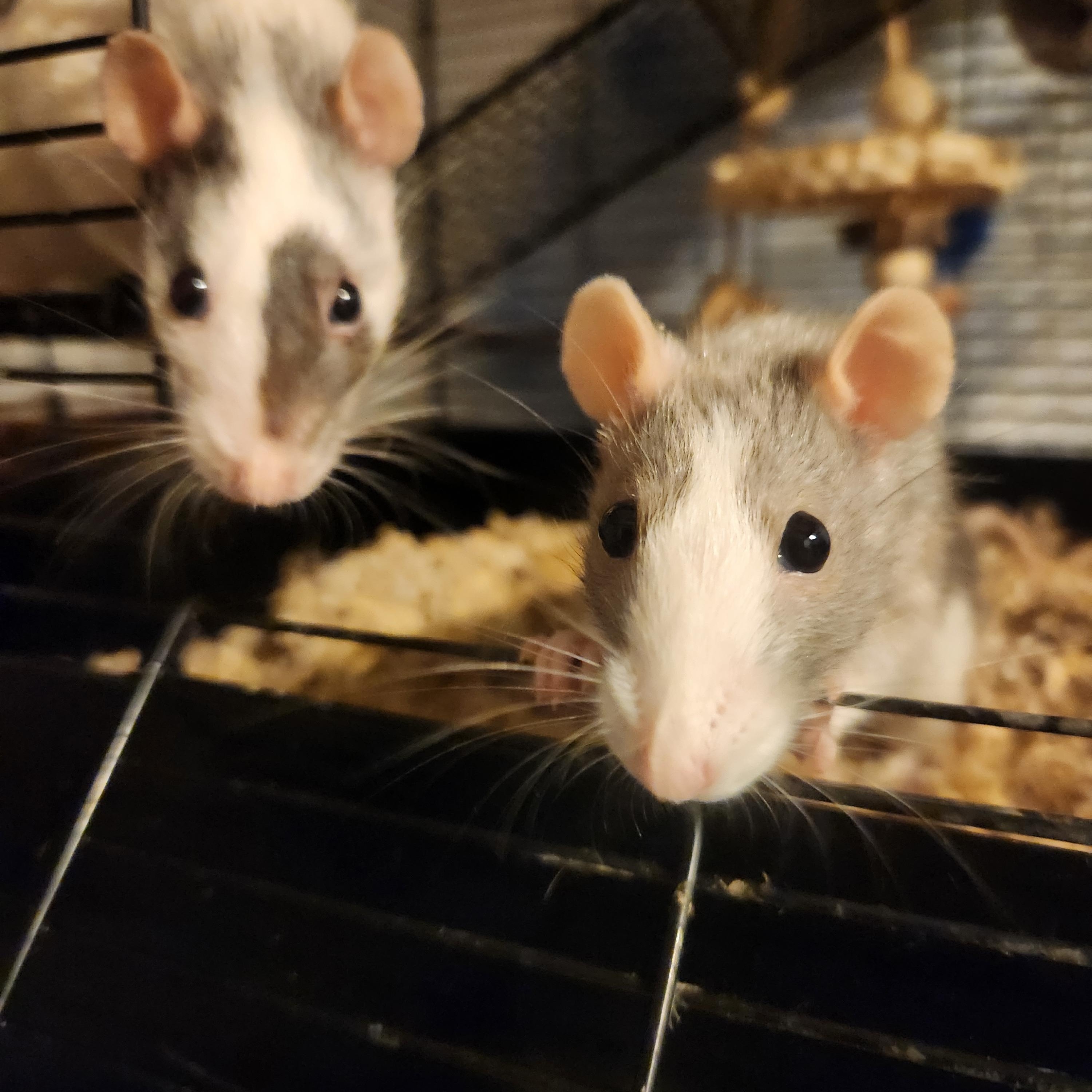 Enlarge Diva & Nemmie, a Adopted Rat in PITTSBURGH, PA image 2/2