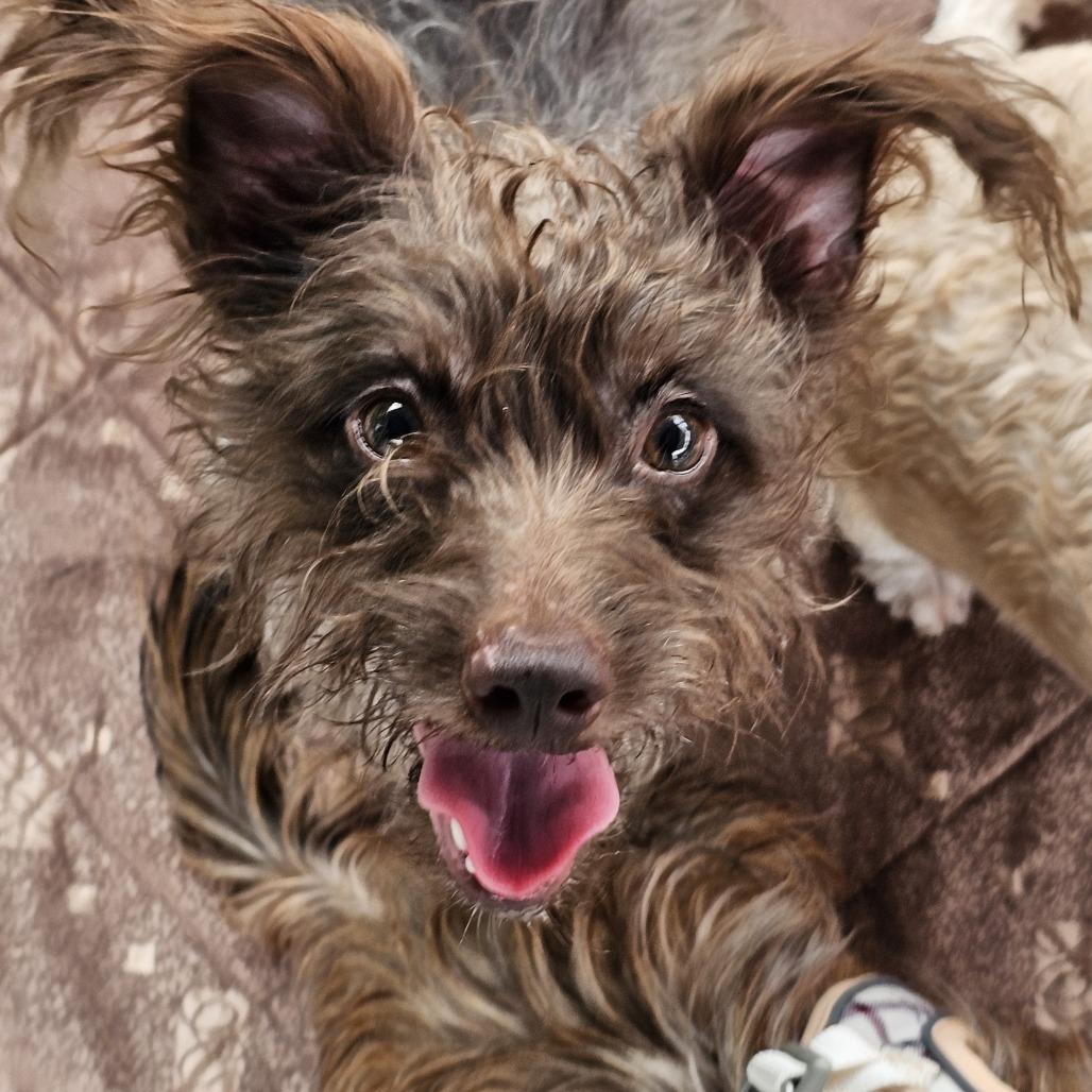 Adeline, Adoptable, Adult Female Mixed Breed.