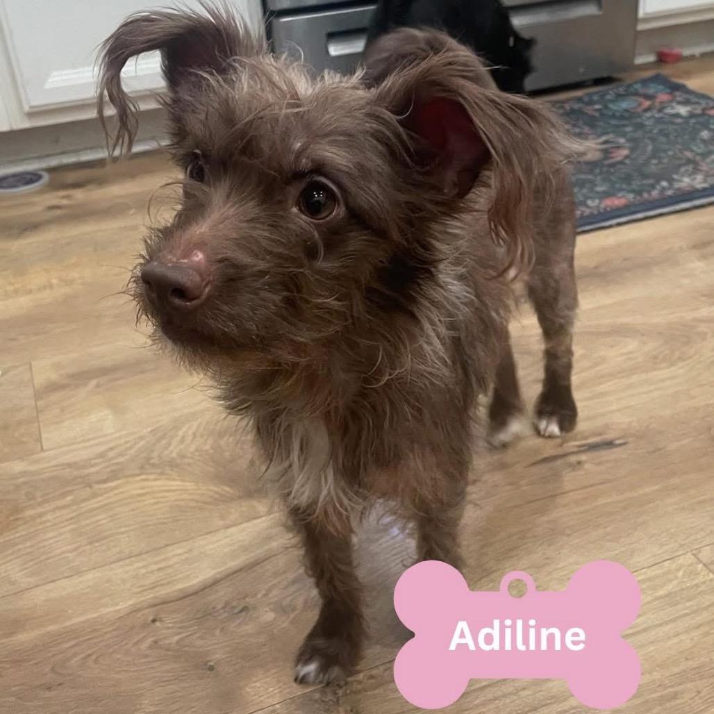 Enlarge Adeline, a Adoptable Mixed Breed in Myrtle Beach, SC image 1/1