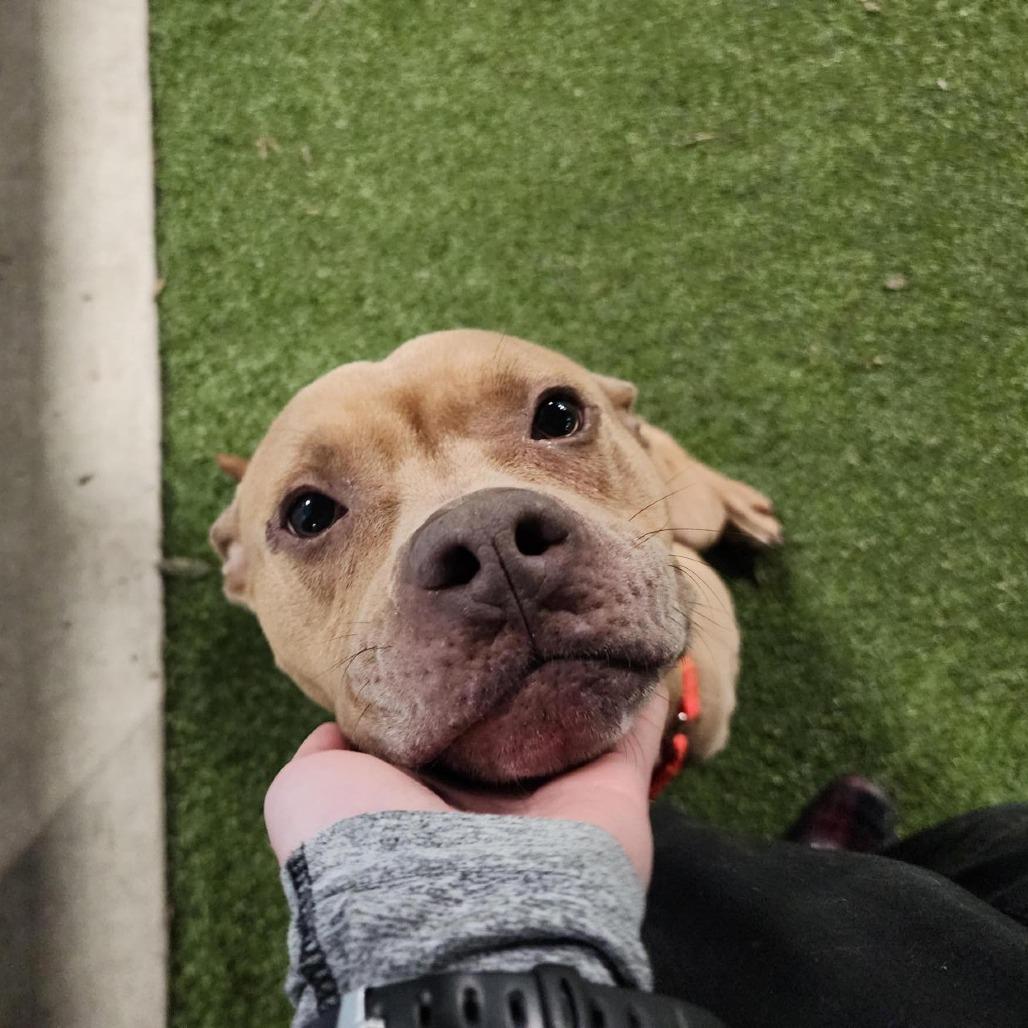 Lola, Adoptable, Adult Female Mixed Breed.