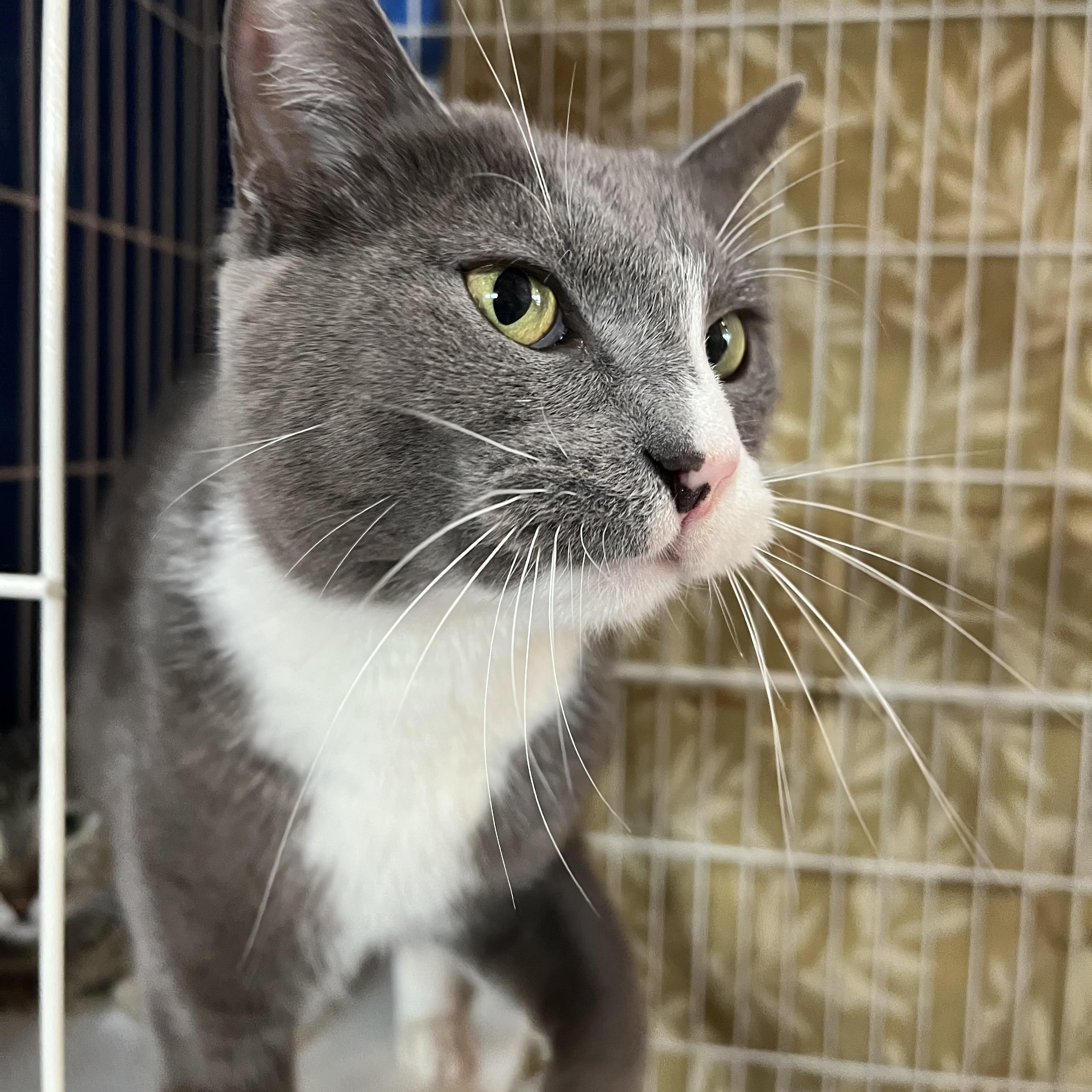 Enlarge DJ, an adopted Domestic Short Hair in Salisbury, MA image 1/4