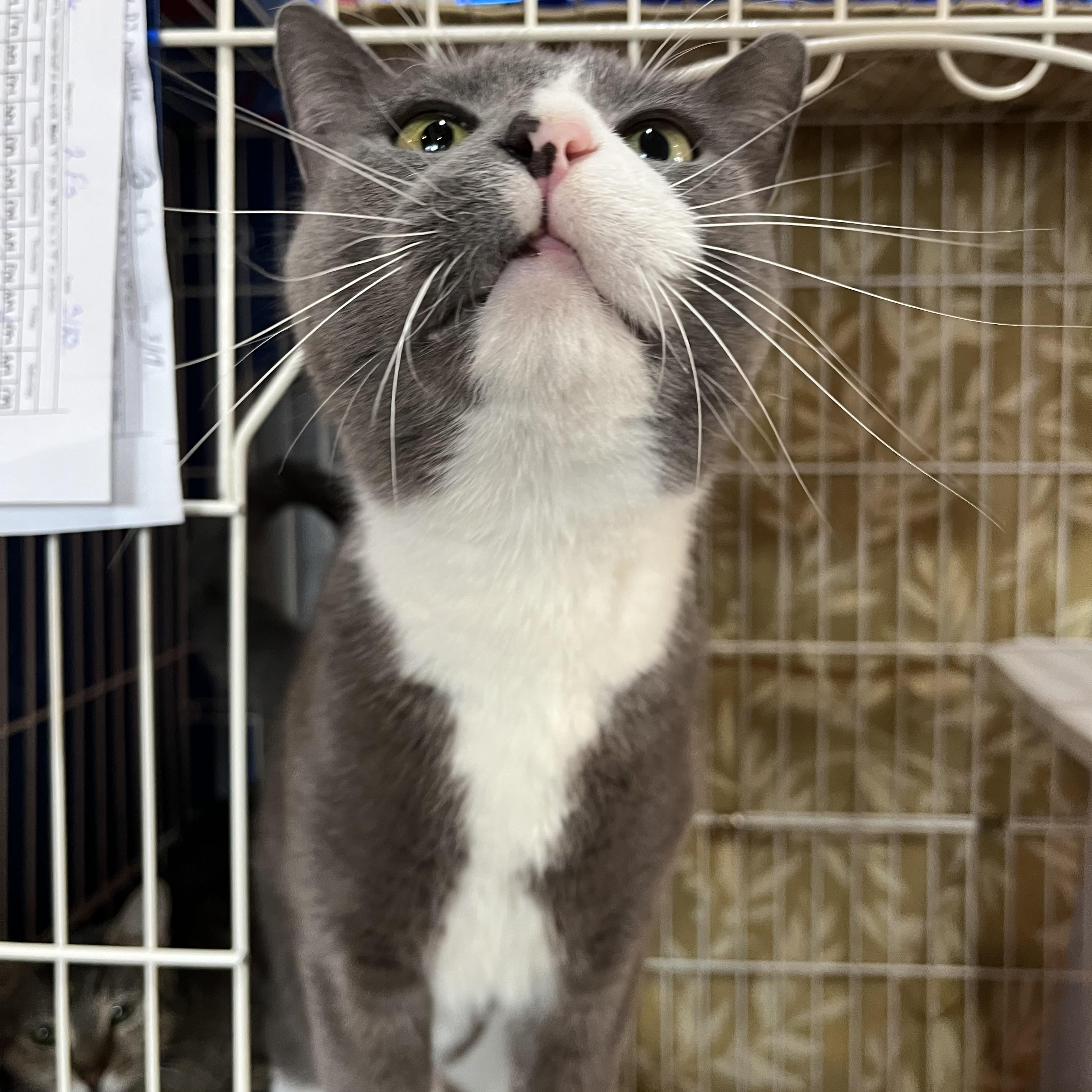 Enlarge DJ, an adopted Domestic Short Hair in Salisbury, MA image 4/4