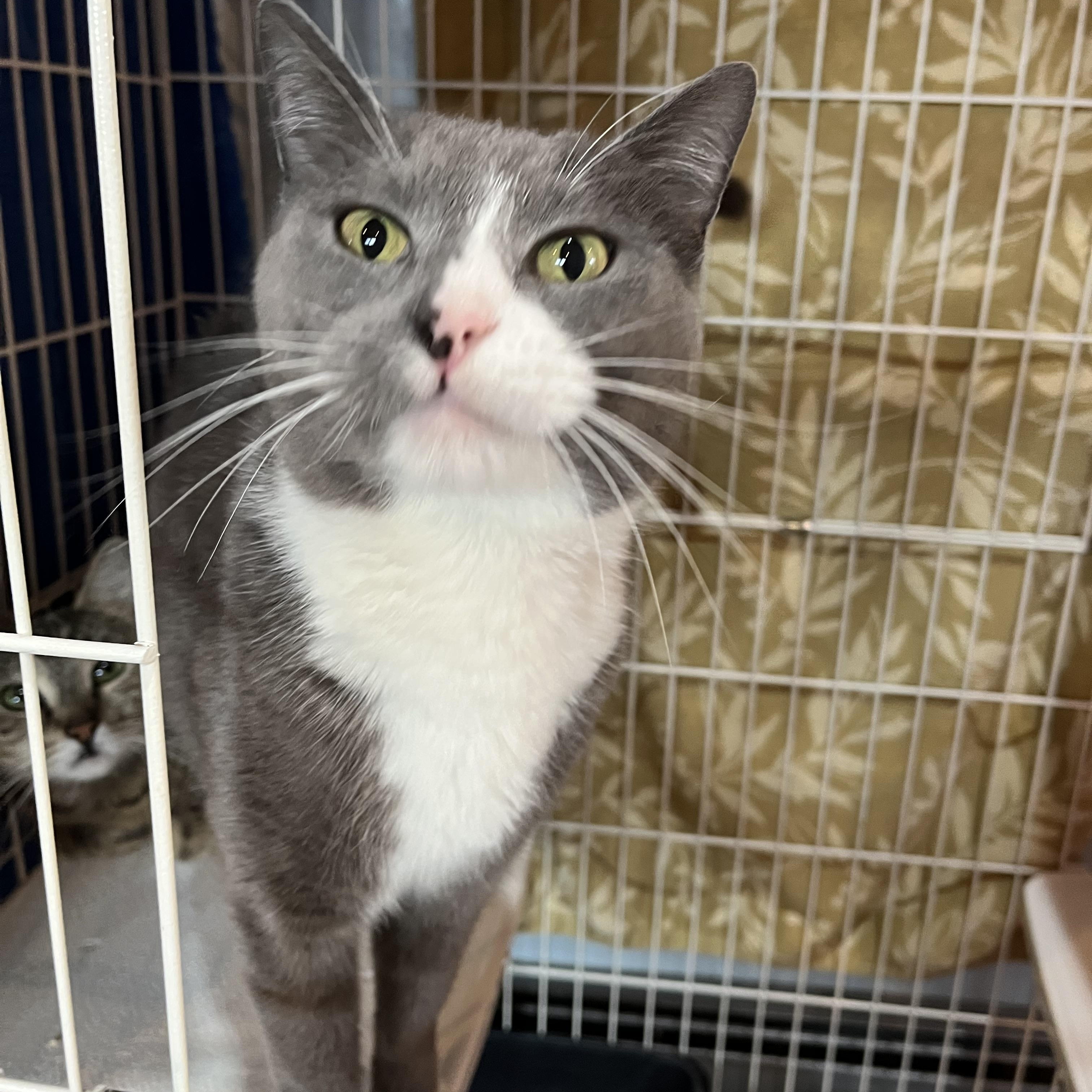 Enlarge DJ, an adopted Domestic Short Hair in Salisbury, MA image 3/4