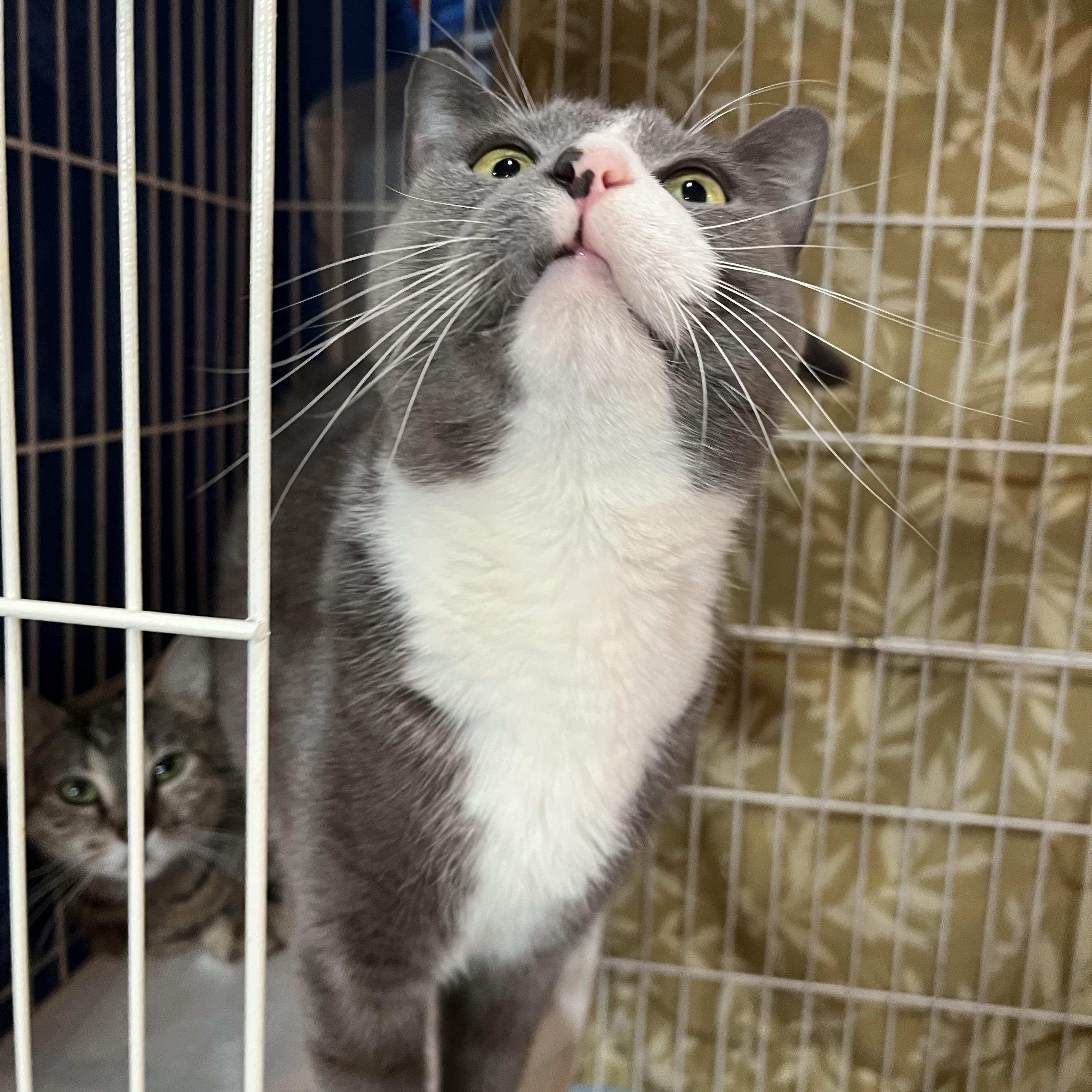 Enlarge DJ, an adopted Domestic Short Hair in Salisbury, MA image 2/4