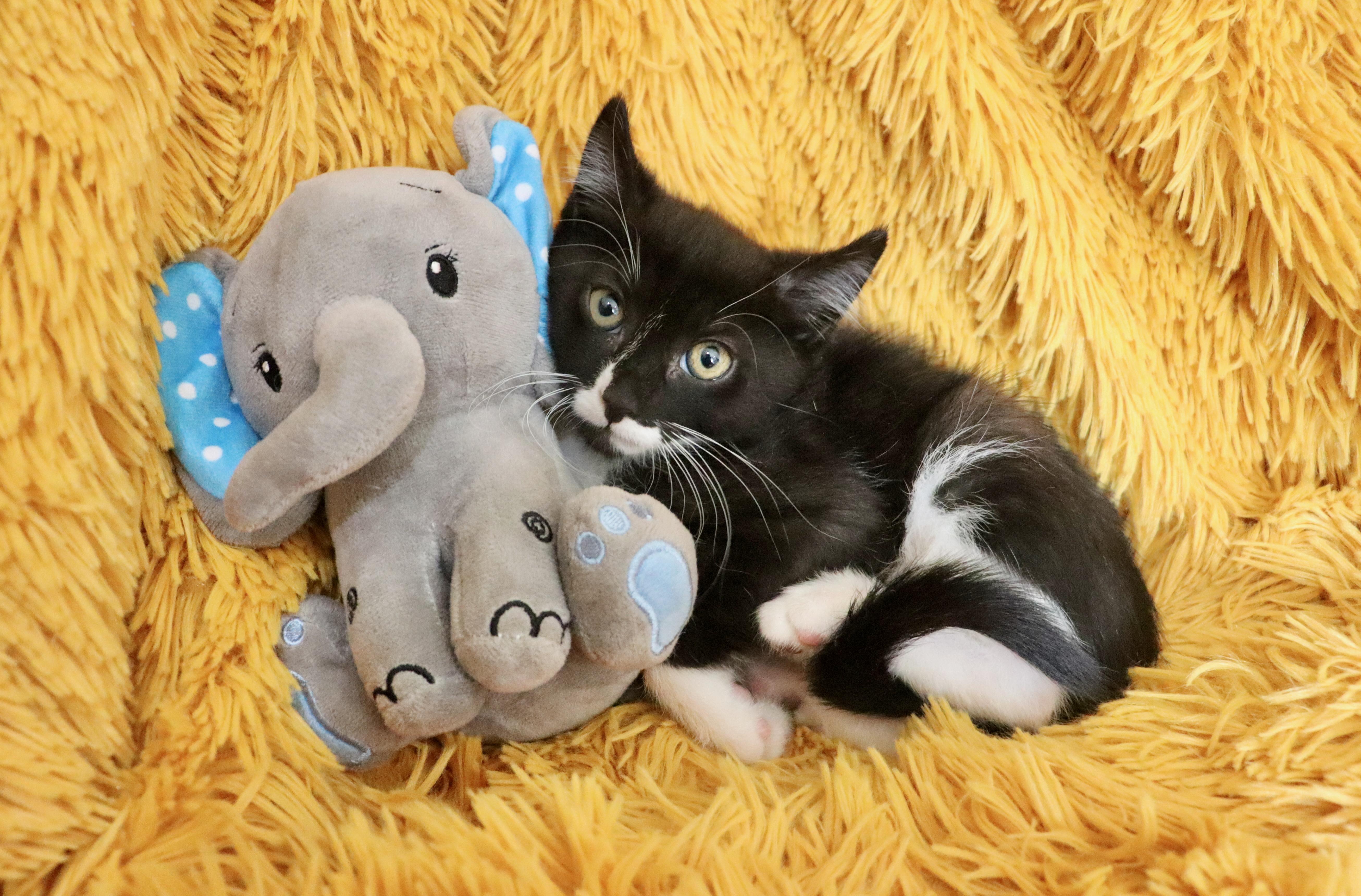 Enlarge Squiggly, a Adoptable mixed breed in Saint Augustine, FL image 1/5