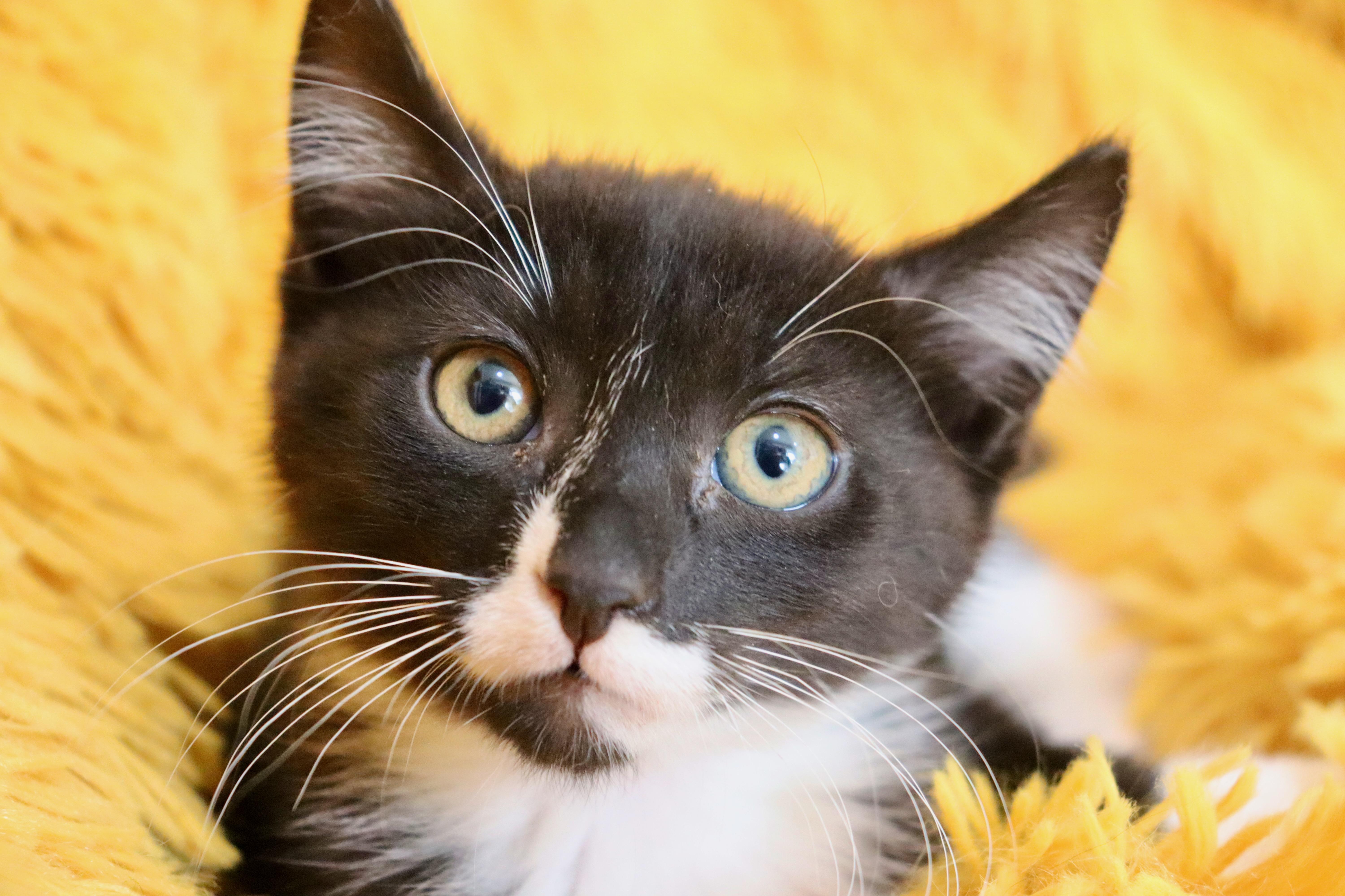 Enlarge Squiggly, a Adoptable mixed breed in Saint Augustine, FL image 2/5