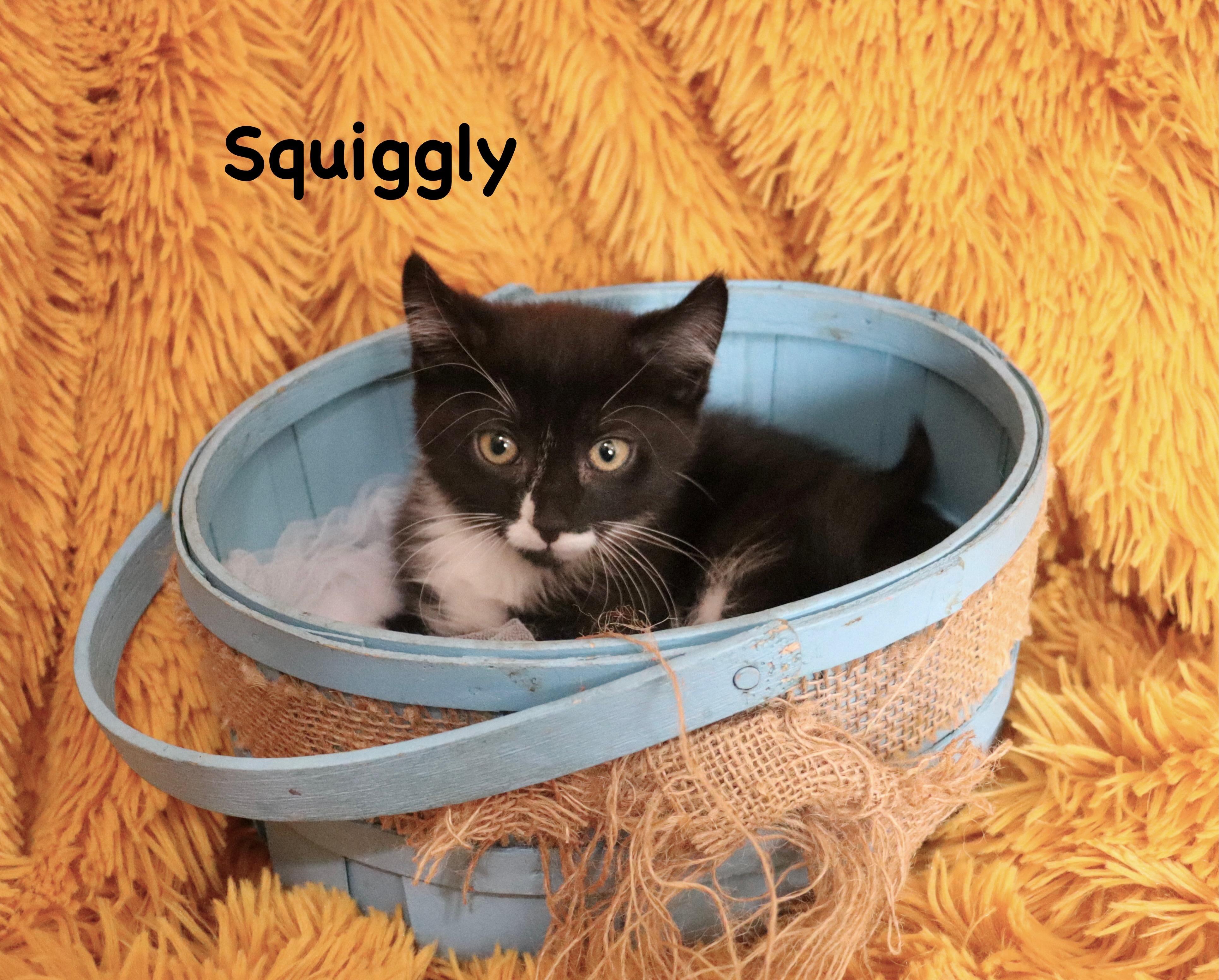 Enlarge Squiggly, a Adoptable mixed breed in Saint Augustine, FL image 3/5