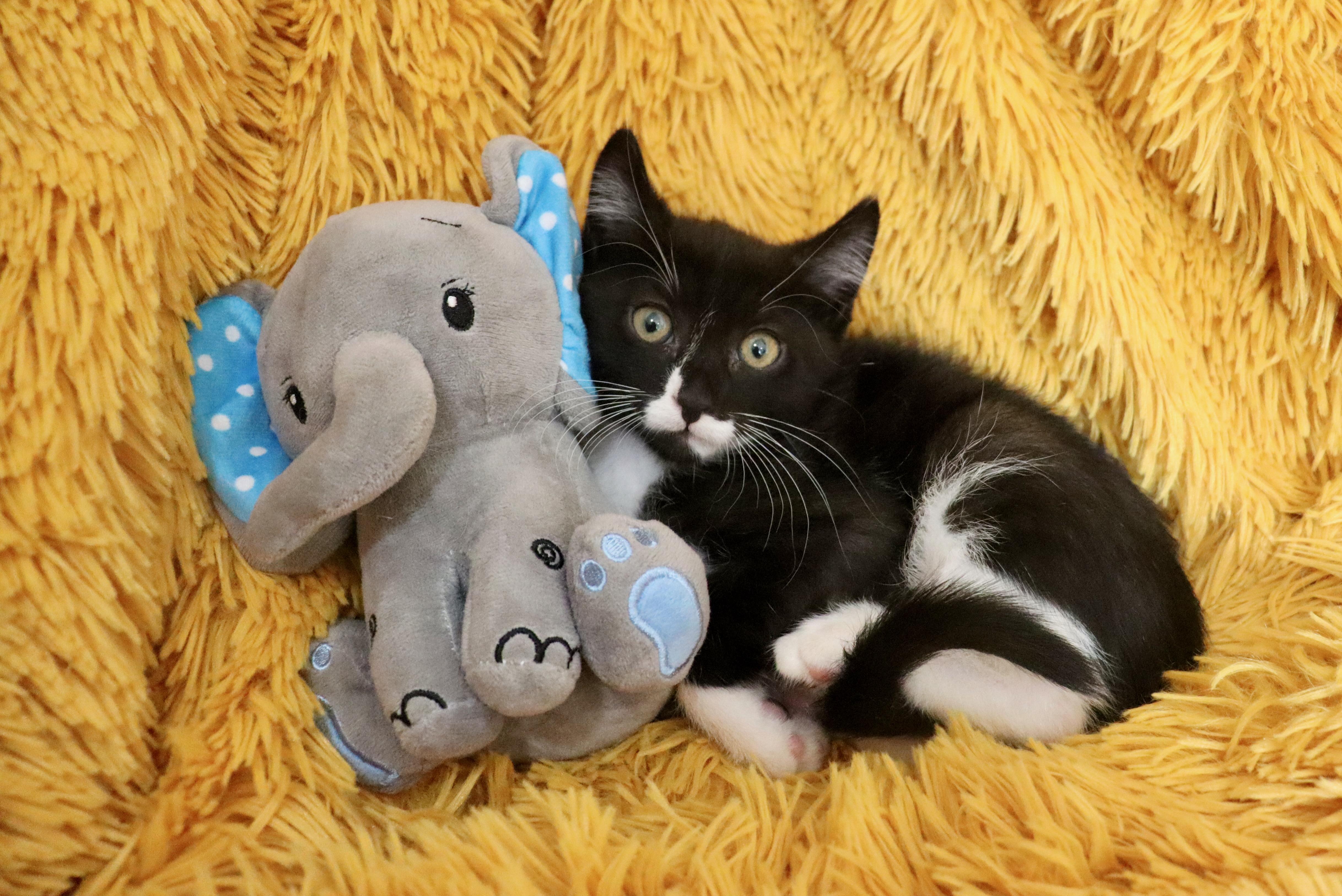 Enlarge Squiggly, a Adoptable mixed breed in Saint Augustine, FL image 4/5