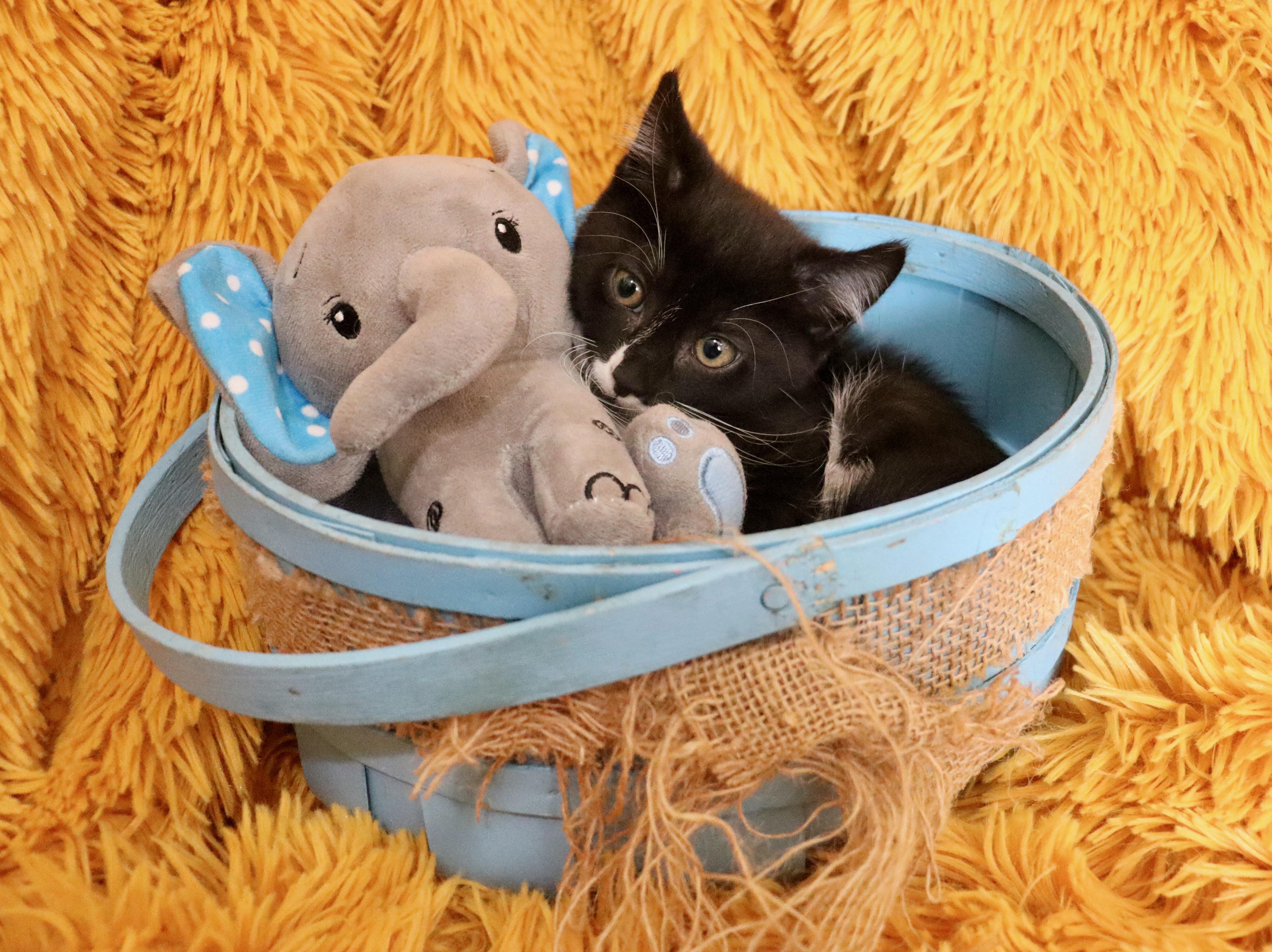 Enlarge Squiggly, a Adoptable mixed breed in Saint Augustine, FL image 5/5