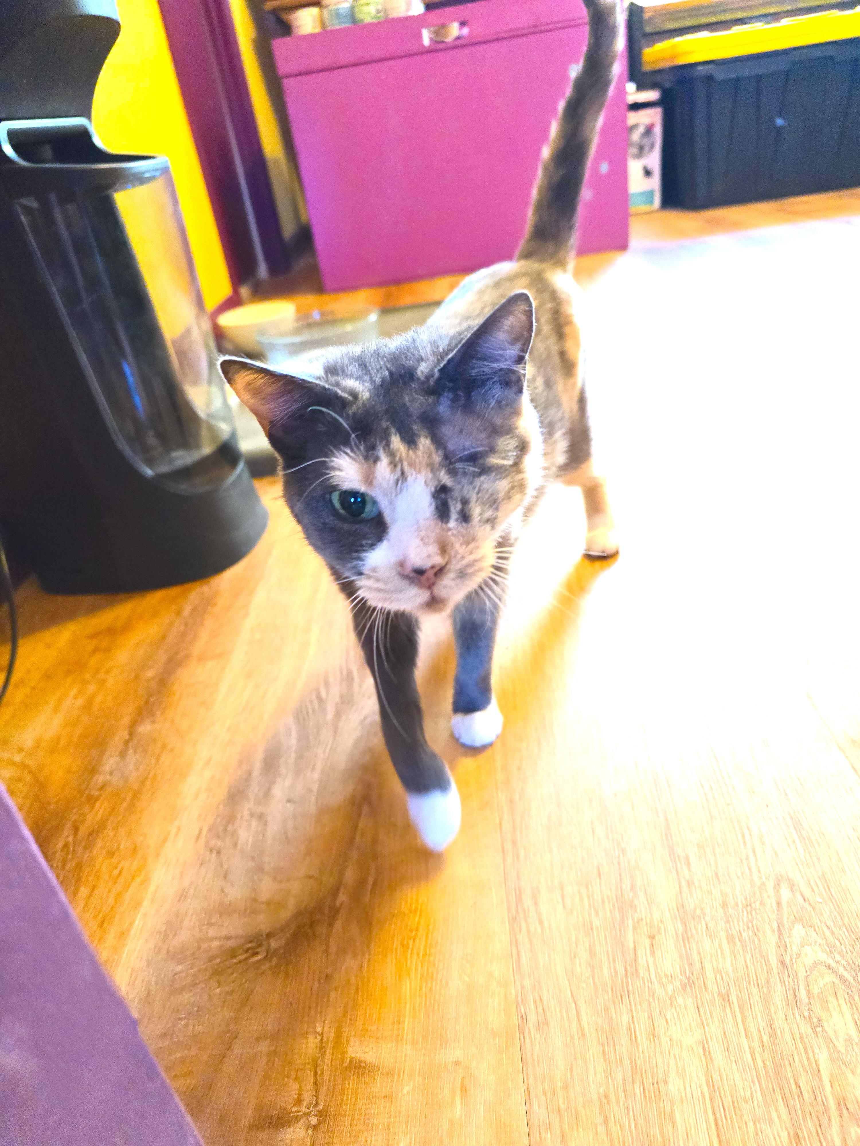 Enlarge CUPID, a ADOPTABLE Domestic Short Hair in Joshua Tree, CA image 1/5