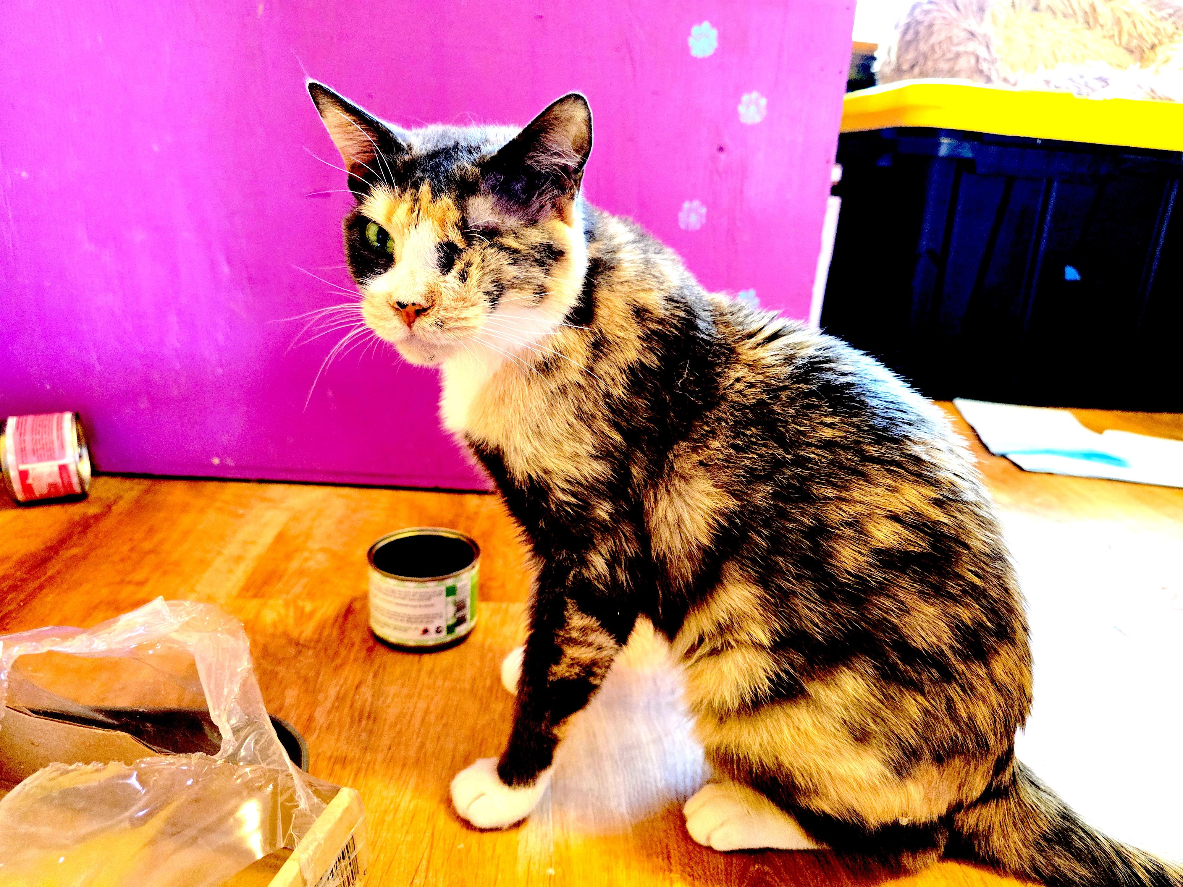 Enlarge CUPID, a ADOPTABLE Domestic Short Hair in Joshua Tree, CA image 5/5