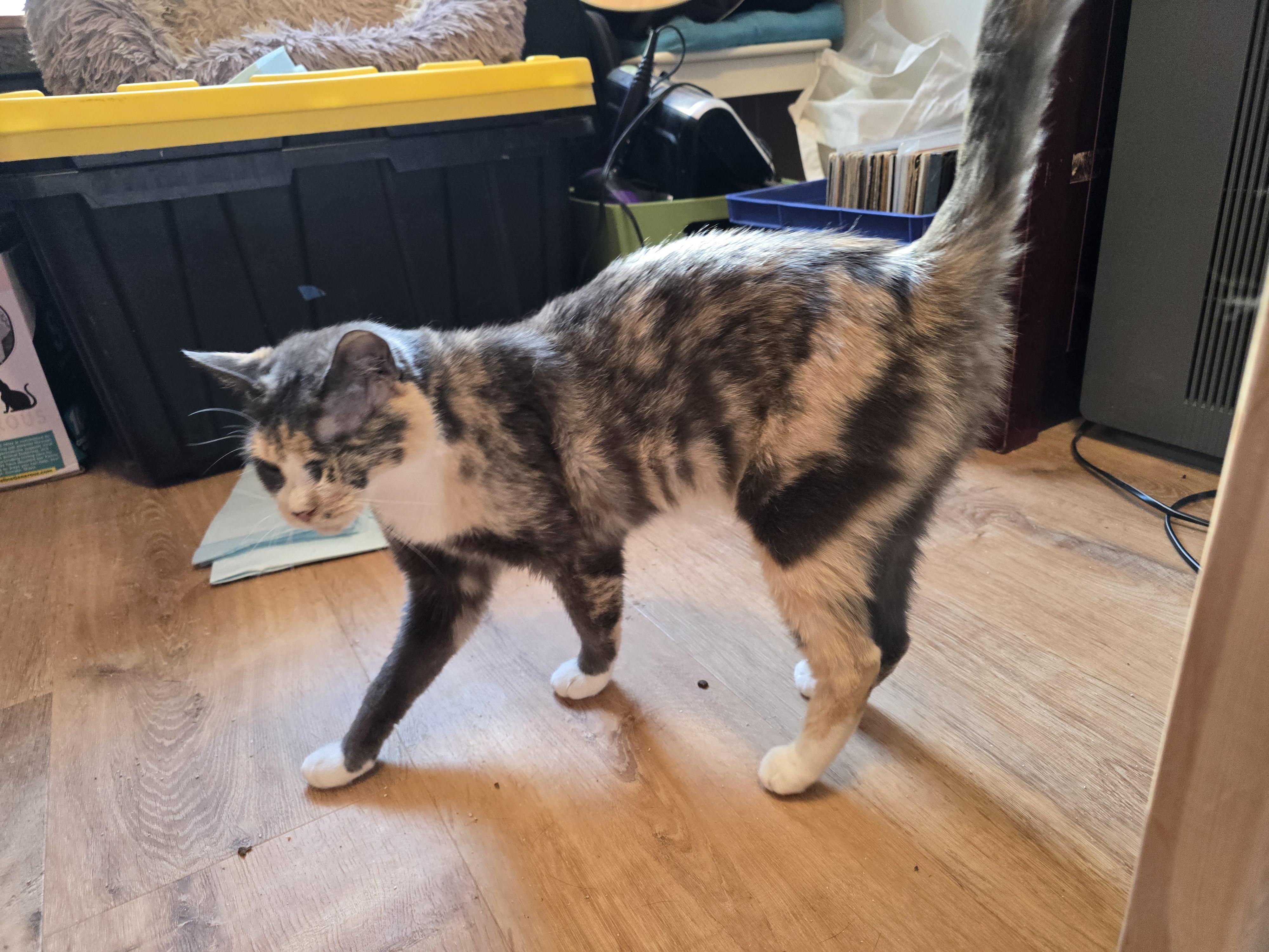 Enlarge CUPID, a ADOPTABLE Domestic Short Hair in Joshua Tree, CA image 2/5