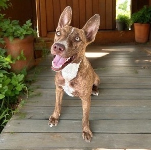 Enlarge Sienna, a Adoptable Mixed Breed in Los Angeles, CA image 3/6
