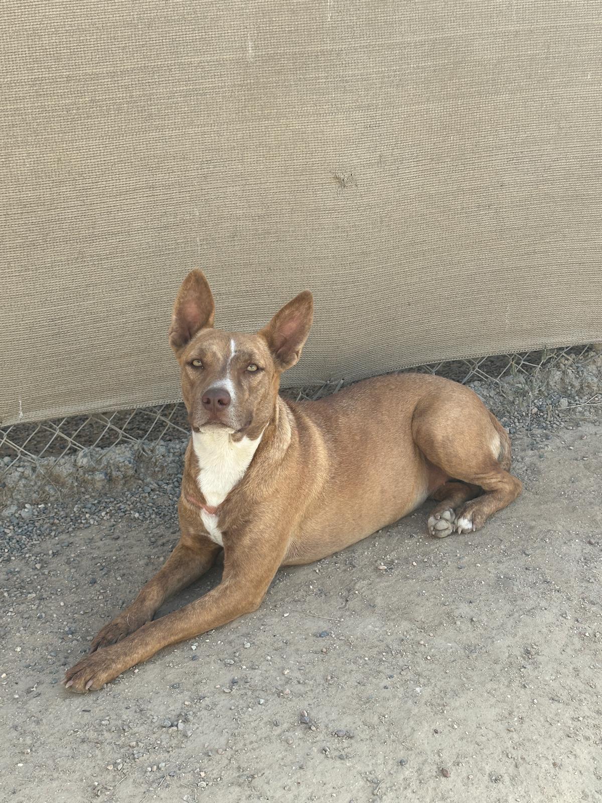 Enlarge Sienna, a Adoptable Mixed Breed in Los Angeles, CA image 6/6