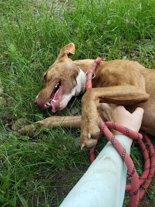 Enlarge Sienna, a Adoptable Mixed Breed in Los Angeles, CA image 5/6