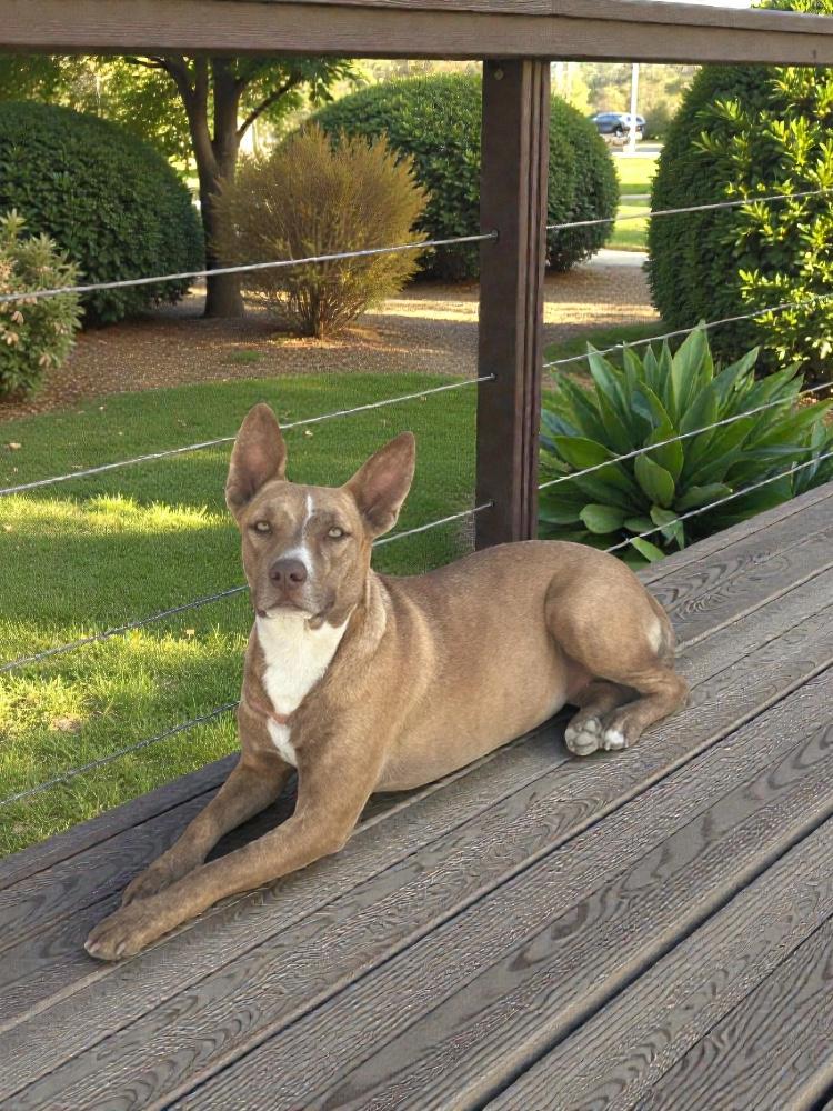 Enlarge Sienna, a Adoptable Mixed Breed in Los Angeles, CA image 2/6